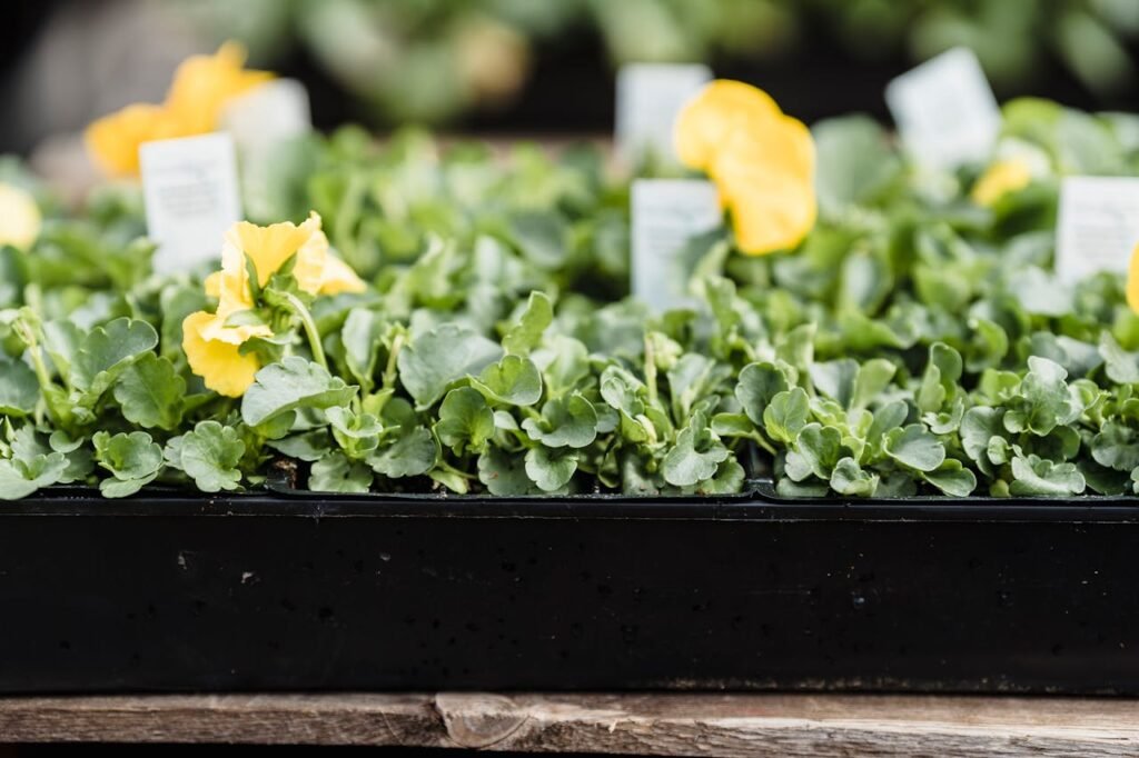 How to Save $3000+ Per Year Growing Food in 100 Square Feet: Container Gardening, and Smart Garden Ideas 6 pexels greta hoffman 7728304