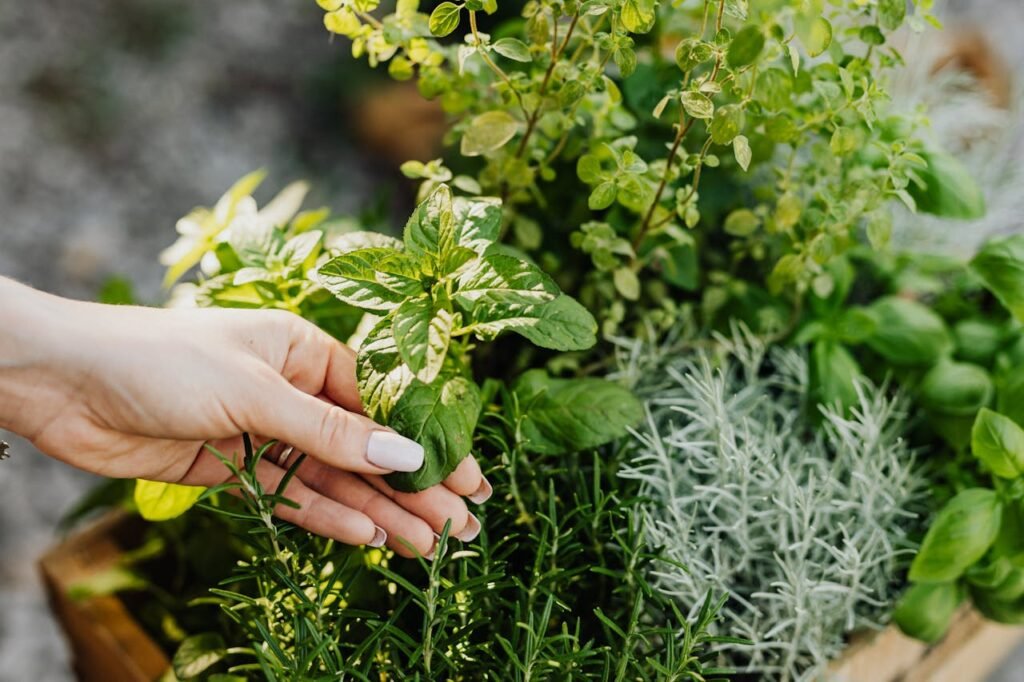 How to Start a Herb Garden at Home for Holistic Health 5 pexels karola g 4750373