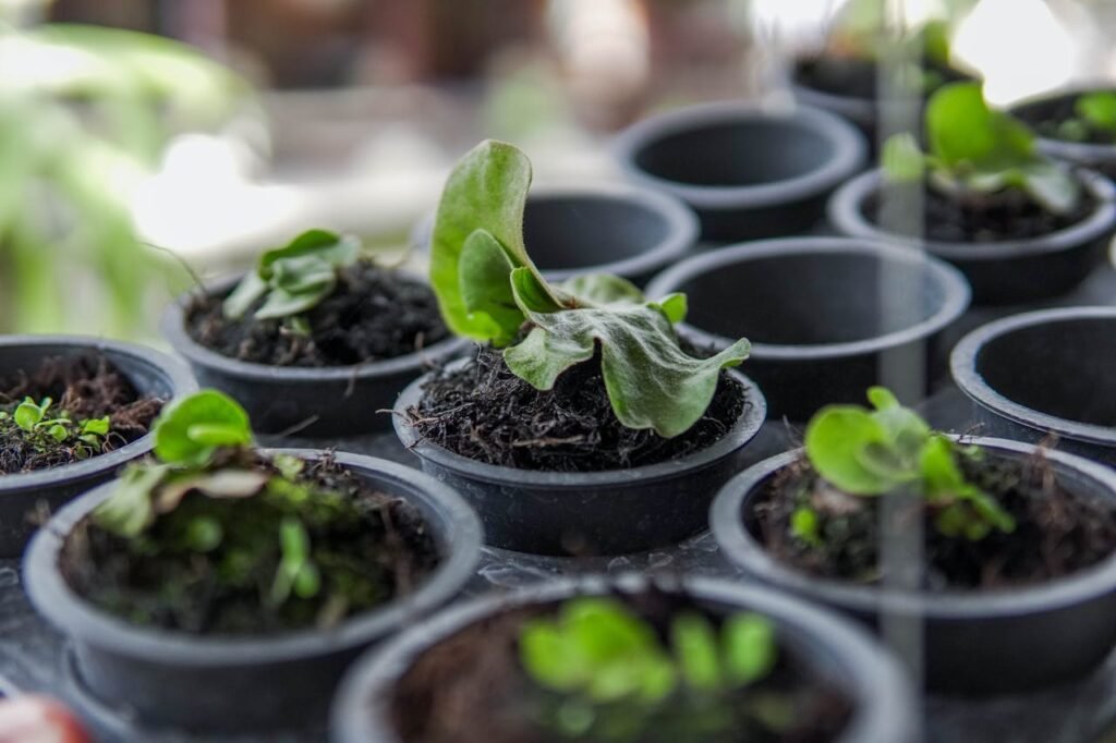 Container Gardening for Beginners: Grow Food on Any Balcony or Patio 9 pexels agunganom 35690758